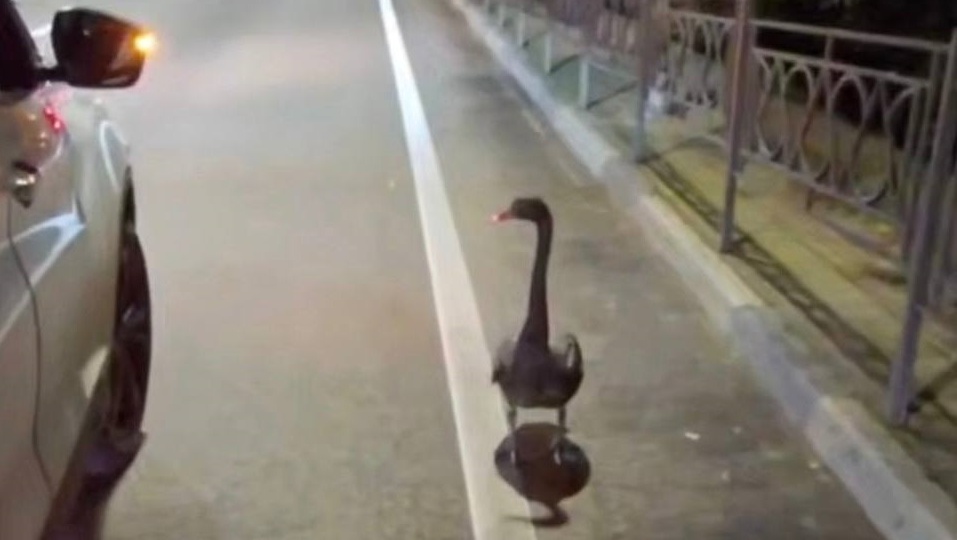 Австралийский лебедь ждал спасения на автобусной остановке в Сочи