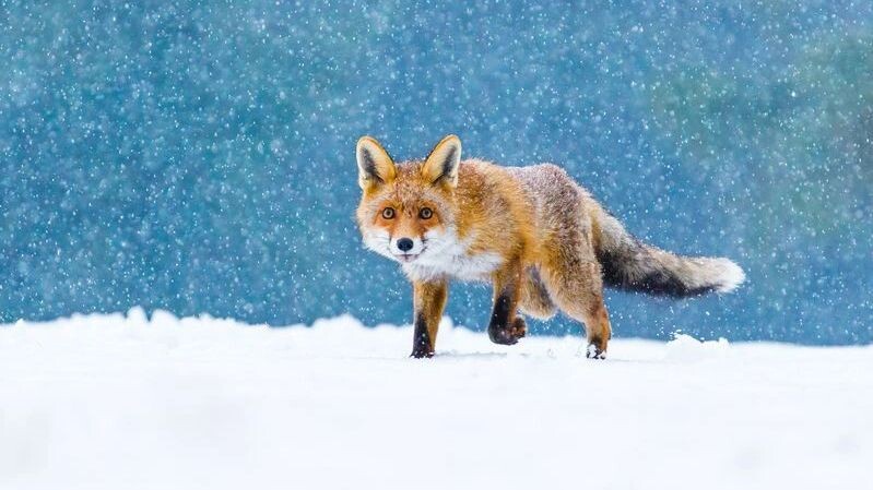    Фото: Vaclav Matous / Shutterstock / Fotodom