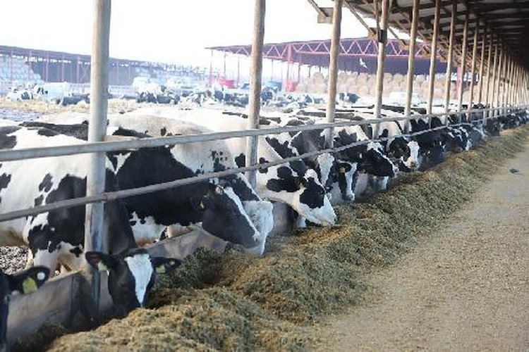    Фото: Комитет сельского хозяйства Волгоградской области