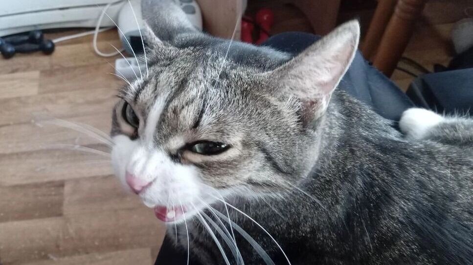    Бешенство опасно для животных и людей   gorod55.ru