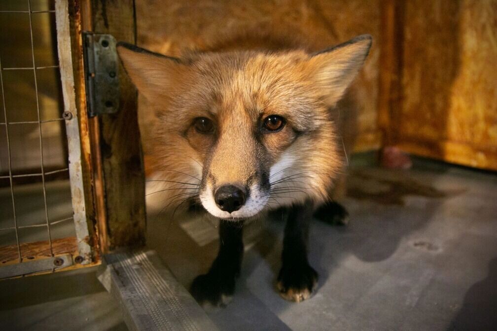    Лиса в городе — это не мило, а опасно   1MI
