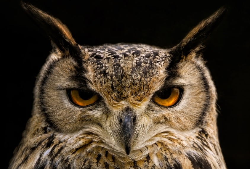    Фото с сайта pixabay.com