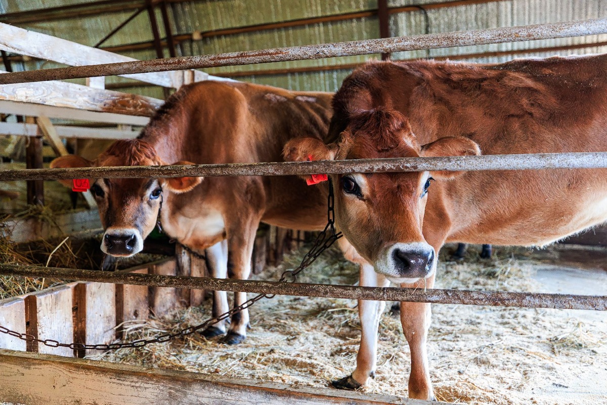    Фото: пресс-служба Министерства сельского хозяйства и продовольствия Московской области