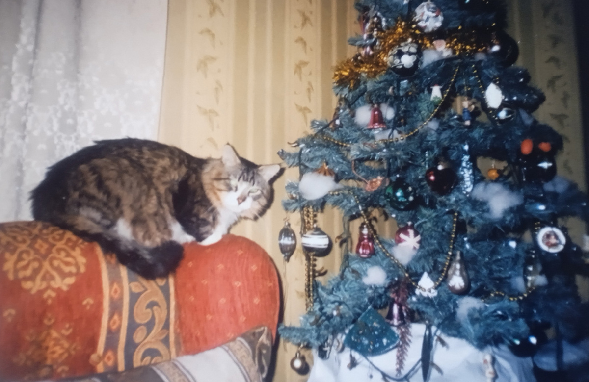 Новый год в нашей квартире в Перово. Наверное, 2010-й. И наш котик Кутуша. 