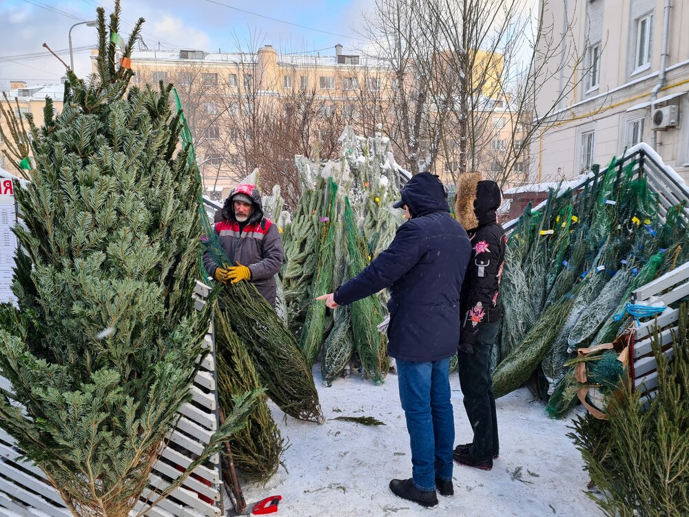 Оренбуржцам рассказали, как правильно выбирать живую елку 
