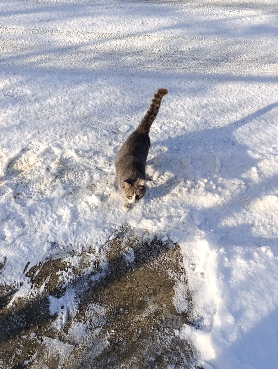 Вася проверяет качество, хорошо ли почистила снег 