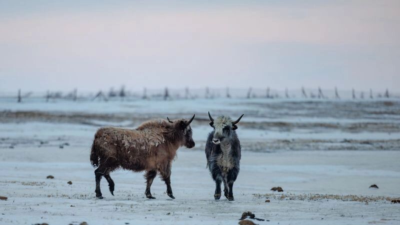    Фото: Сергей Зубков / «Ямал-Медиа»