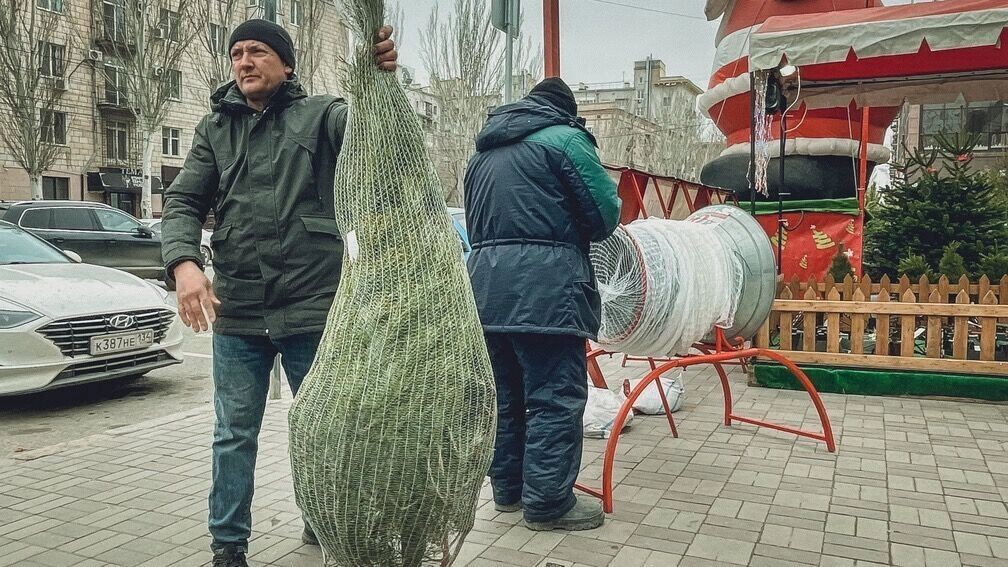    В СКФО самые дешевые елки в России   1MI