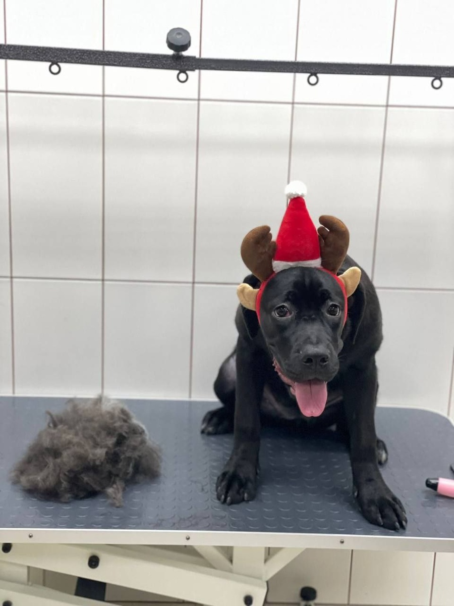 Да-да, это наша Венера на предновогодних бьюти-процедурах!