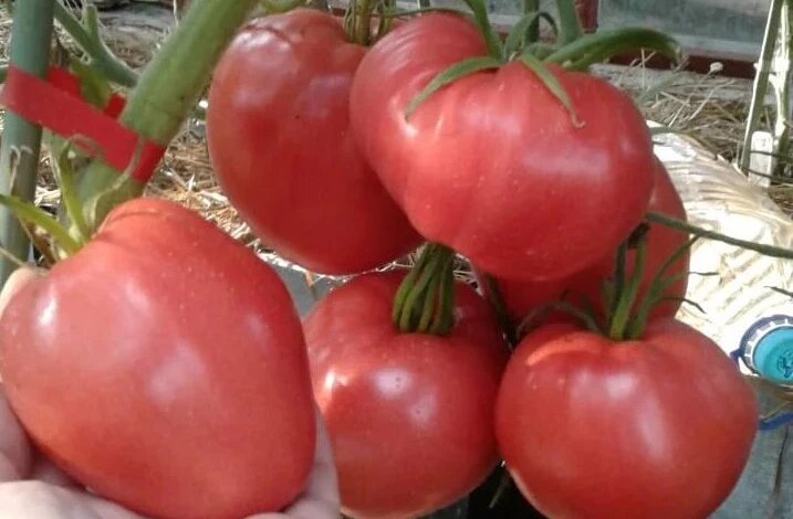 Бычье сердце розовое