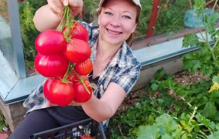 ТОП-15 урожайных сортов биф-томатов для выращивания на садовом участке