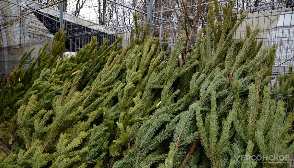    Фото: Херсонское агентство новостей