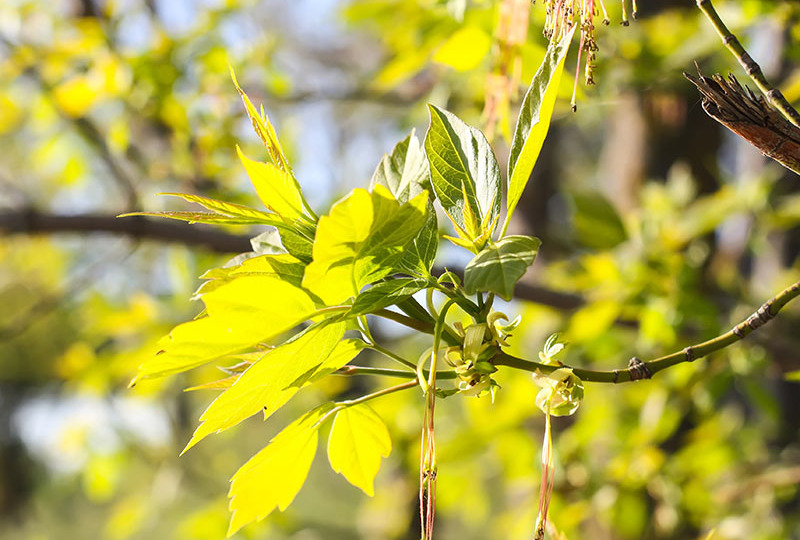 С 2026 года в России активизируется борьба с ясенелистным клёном и борщевиком Сосновского