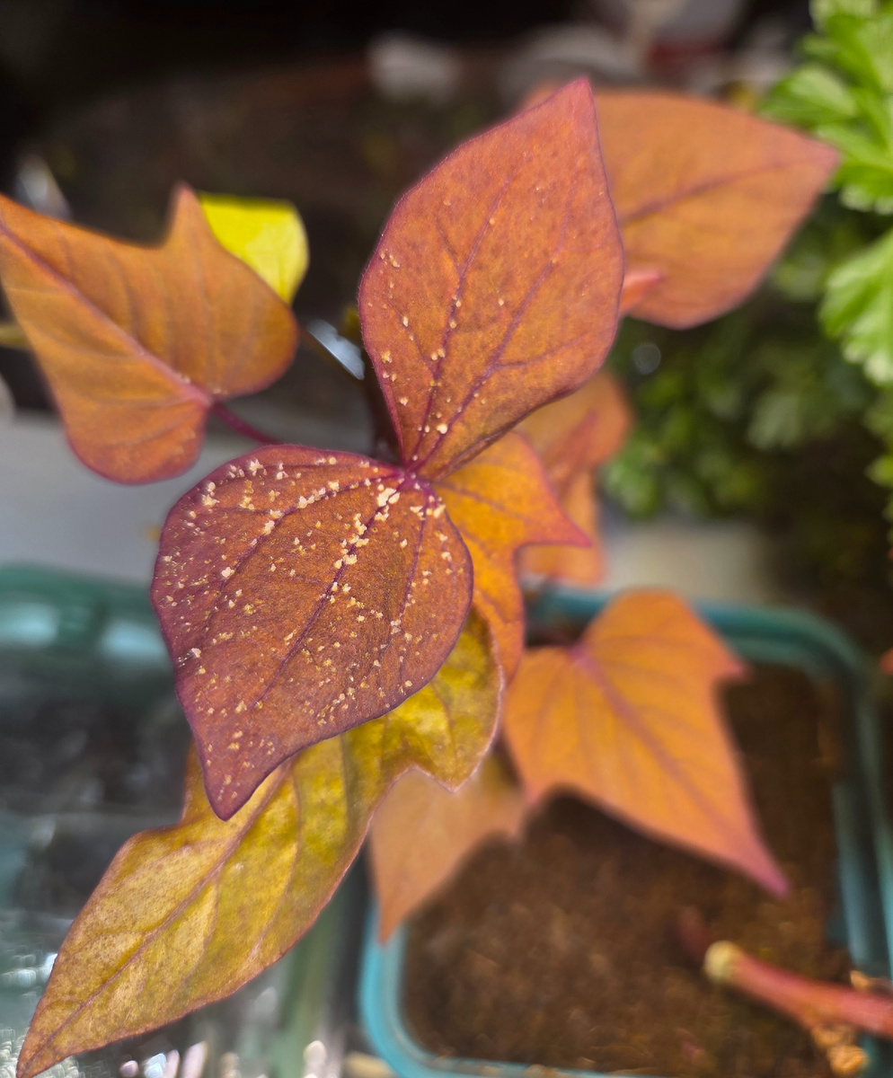 Оэдема на листьях ипомеи батат. Фото: Зеленая леди, сад, семья и томатный сок 