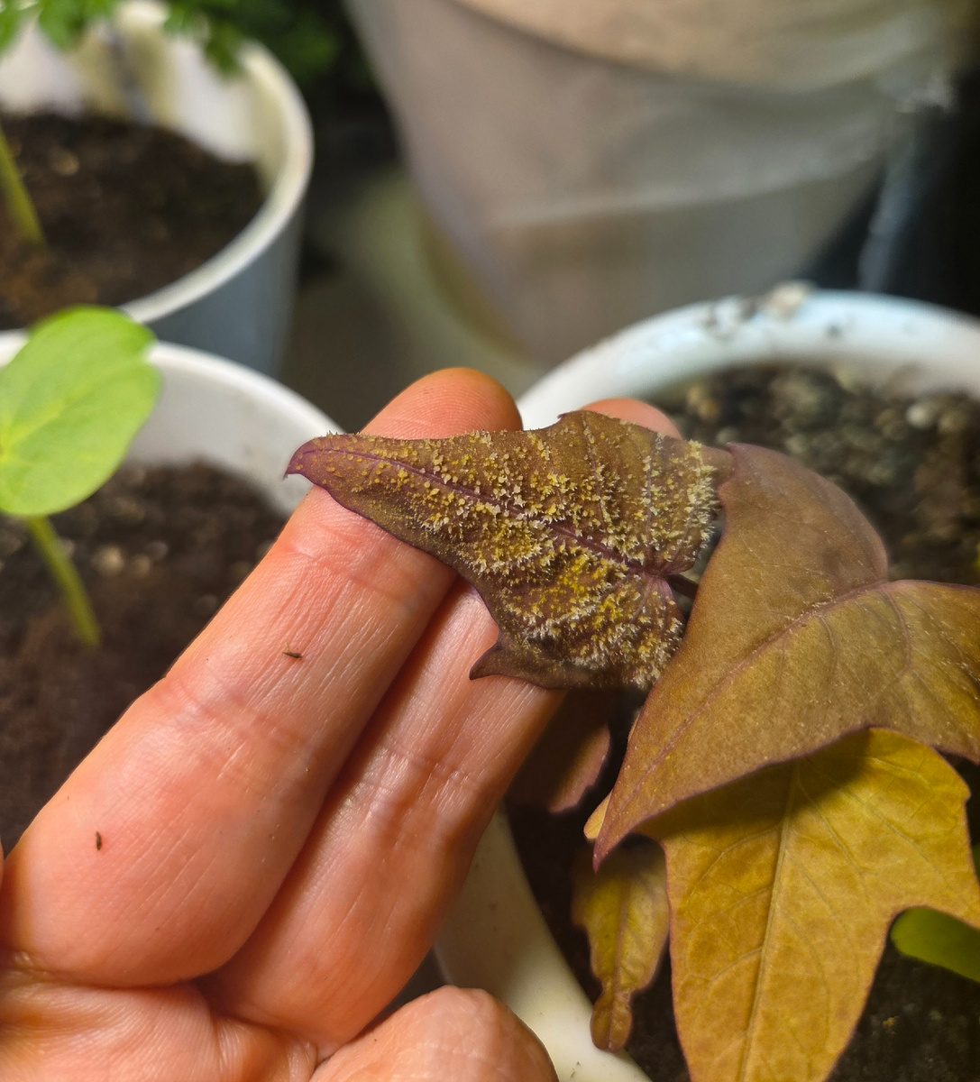 Оэдема на листьях ипомеи батат. Фото: Зеленая леди, сад, семья и томатный сок