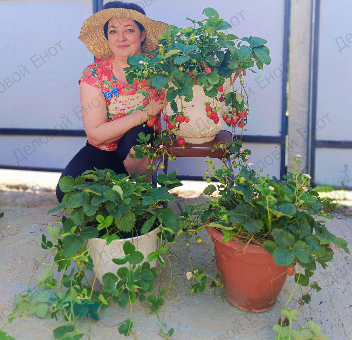 Клубника (земляника садовая)  Ампельная в кашпо ну и я