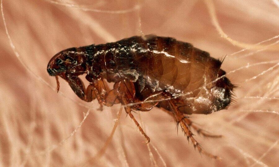 20+ интересных фактов о блохах: что скрывают паразиты, живущие рядом с нами?