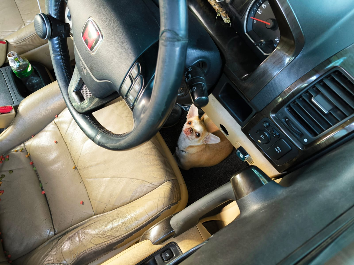 Как же хорошо, что собачкам не нужна виза в Таиланде. 