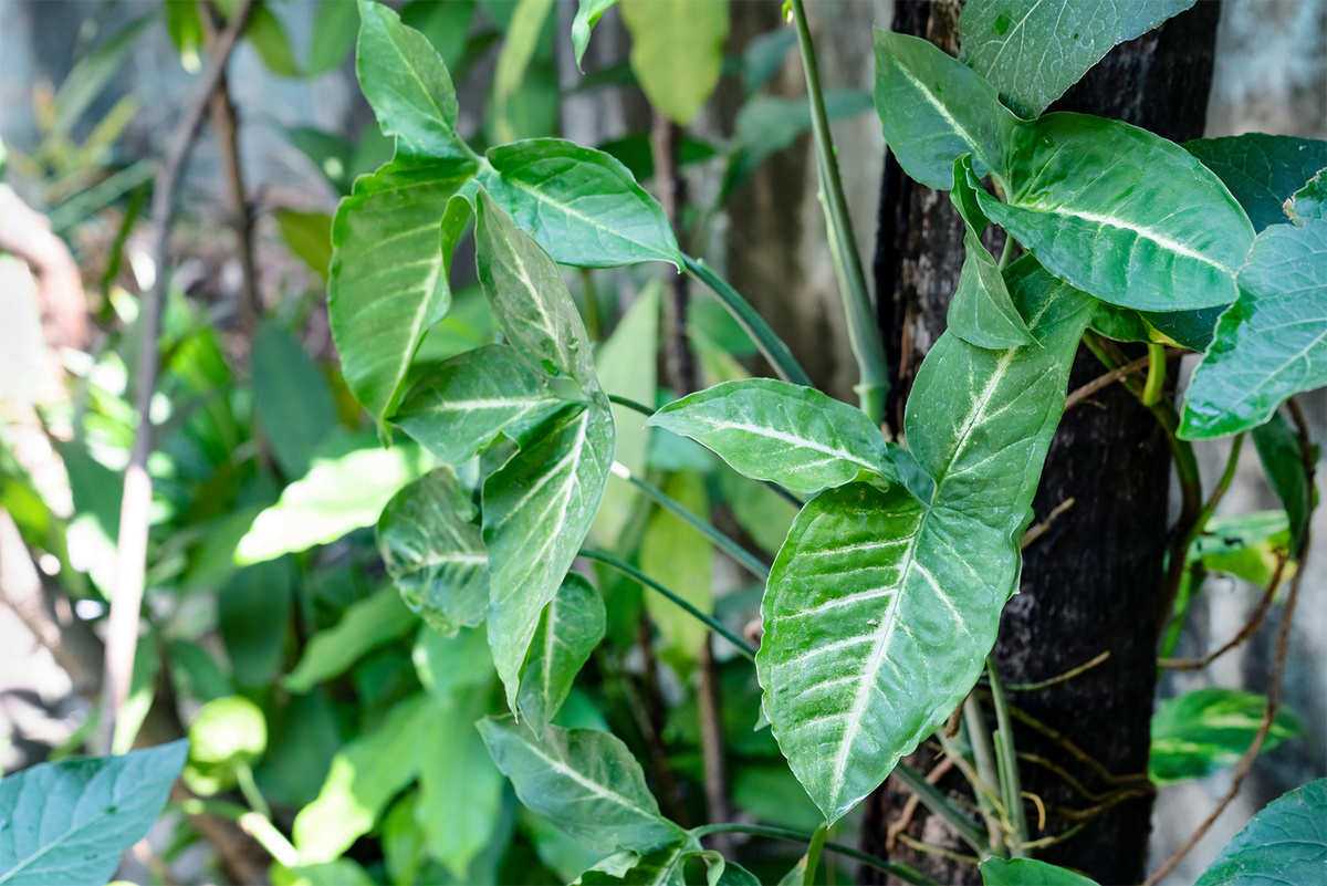 Сингониум ножколистный в природе, растущий на естественной опоре — стволе дерева. Фотография: warat42 / iStock