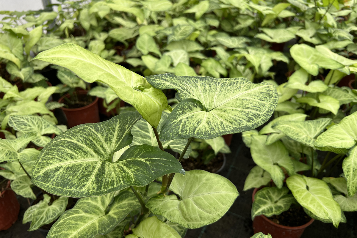 Сингониум лучше растет на хорошо освещенном месте, так как большинство сортов имеет вариегатность — пестрый рисунок на листьях