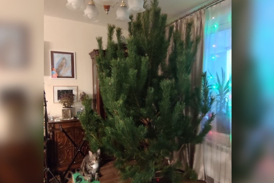    Депутат поставил живую ель 12 декабря фото: социальные сети Михаила Матвеева