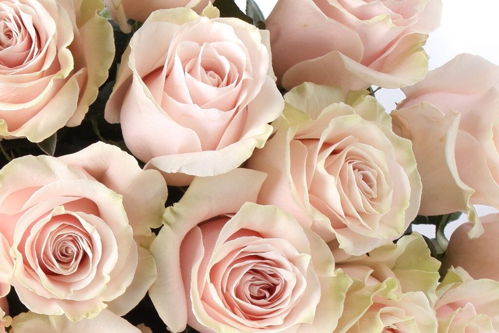 Картинка найдена на просторах интернета, ссылка https://yandex.ru/images/search?from=tabbar&img_url=https%3A%2Fi%2F.pinimg.com%2Foriginals%2Fa8%2F34%2Fа3f%2Fa83р43f85181с2879b5e7bd53274cf0591a19.jpg&lr=47&pos=15&rpt=simage&text=%D1%86%D0%B2%D0%B5%D1%82%D1%8B%20%D0%BA%D1%80%D1%83%D0%BF%D0%BD%D0%BE%20%D1%84%D0%BE%D1%82%D0%BE 