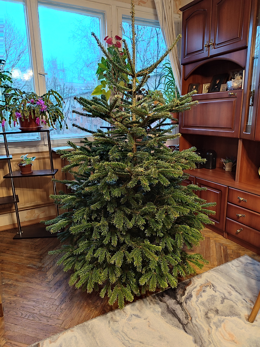 Наша ёлочка-красавица