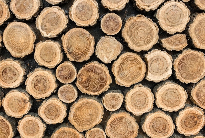 Во ВНИИЛМ создан тестовый образец ПО для автоматизации учёта объёмов древесины