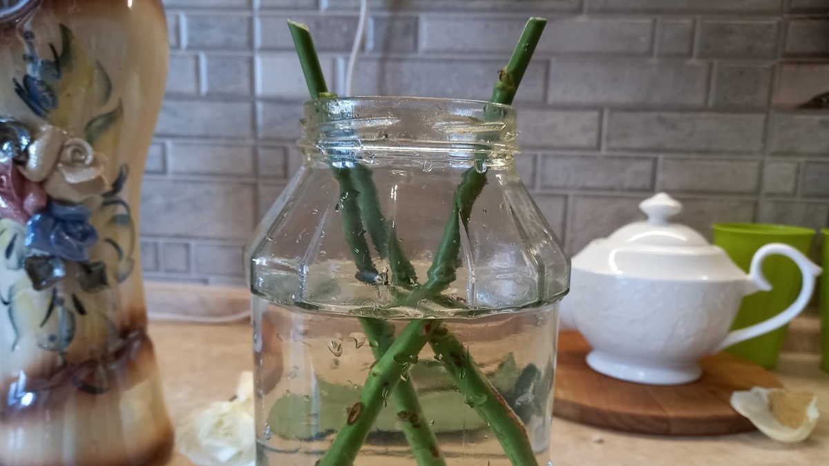 Черенки роз