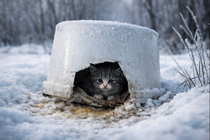 Пластиковое ведро вместо дома