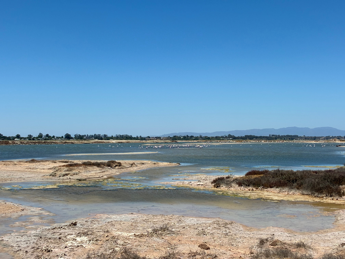 Соляные копи Велддрифа с обитающими на них фламинго. Фото из личного архива