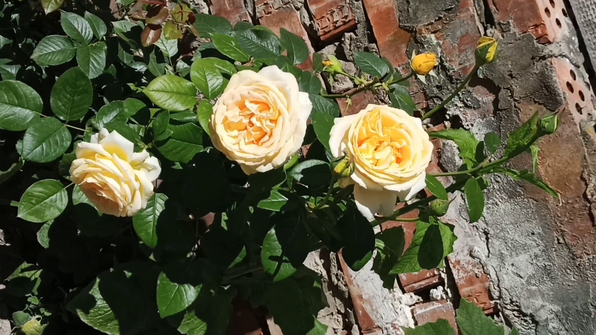 Рудбекия – канал про цветы. Три неприхотливые, морозостойкие розы, которые мы посадили в первый раз в жизни.