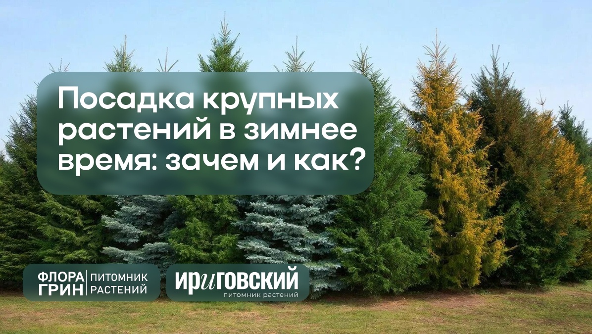 Посадка крупных растений в зимнее время: зачем и как?