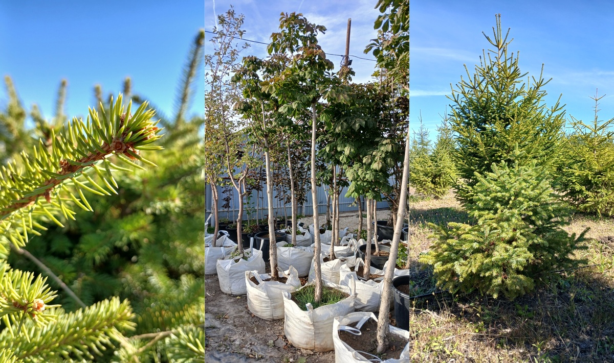 ель и каштан