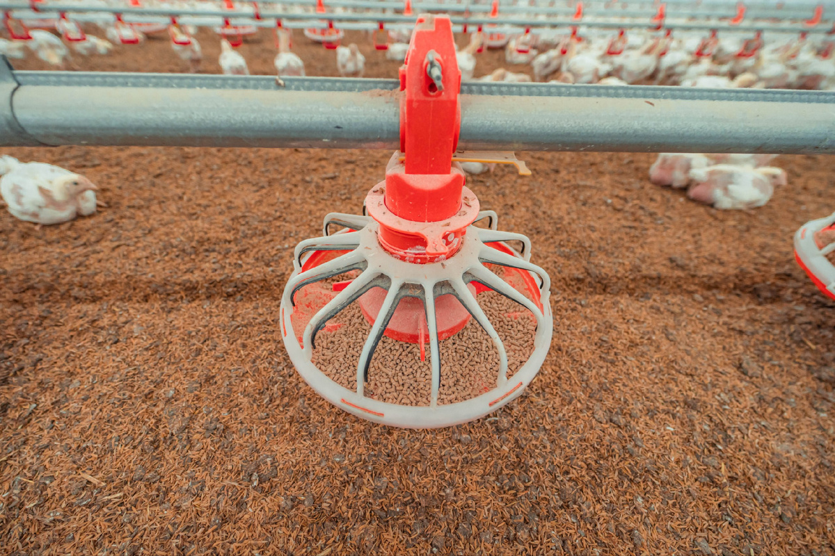 Линия кормления цыплят бройлеров