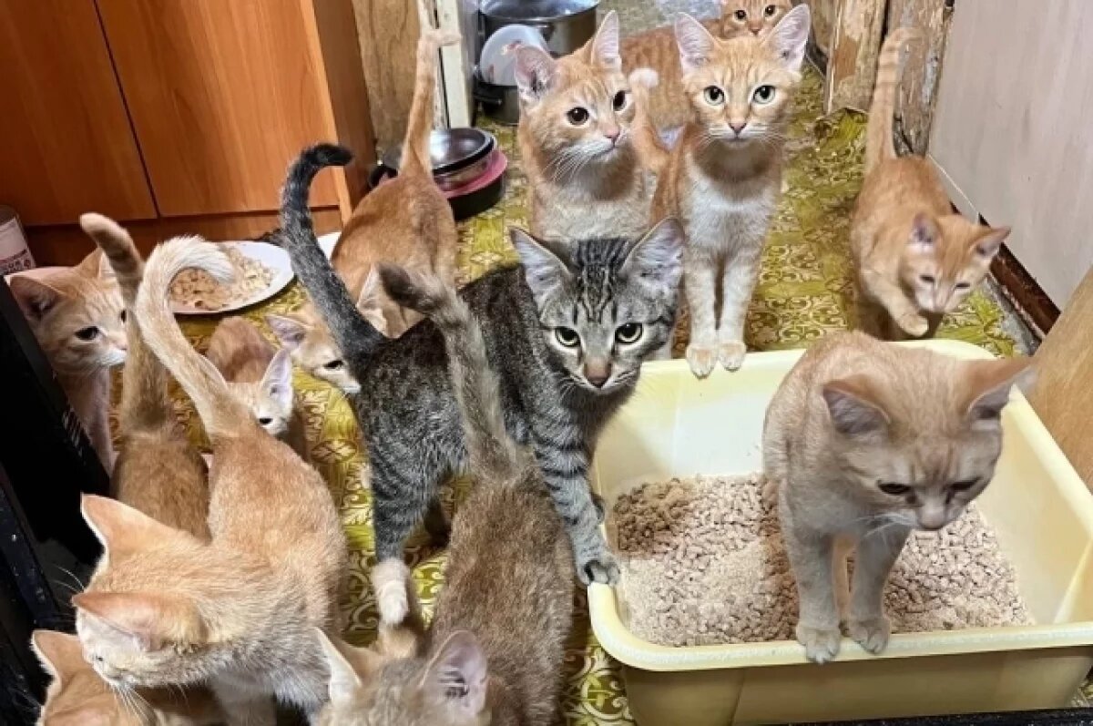    В Перми ищут дом для 23 кошек пенсионерки, которую бьёт сын-алкоголик