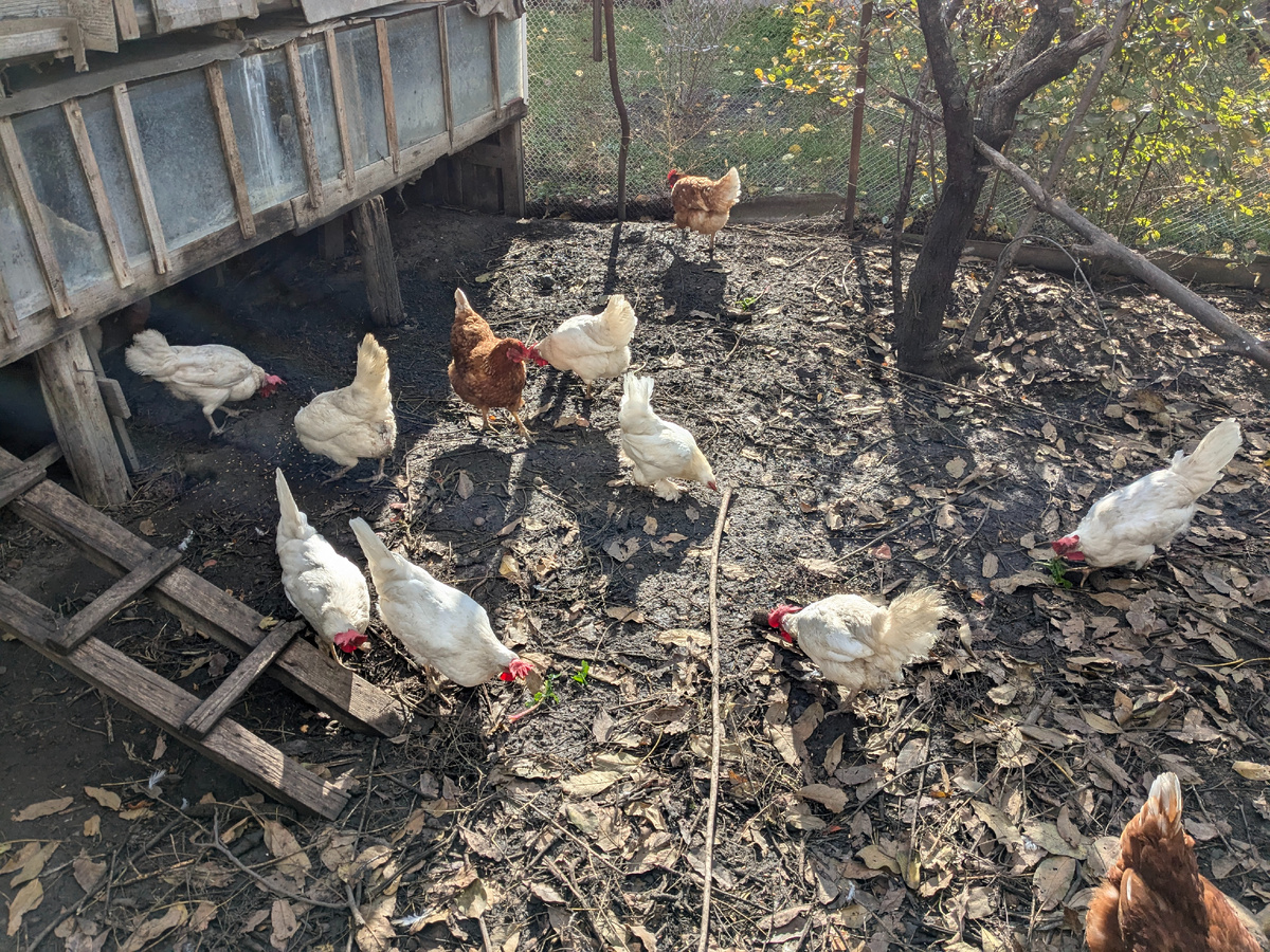 Фотография до геноцида...