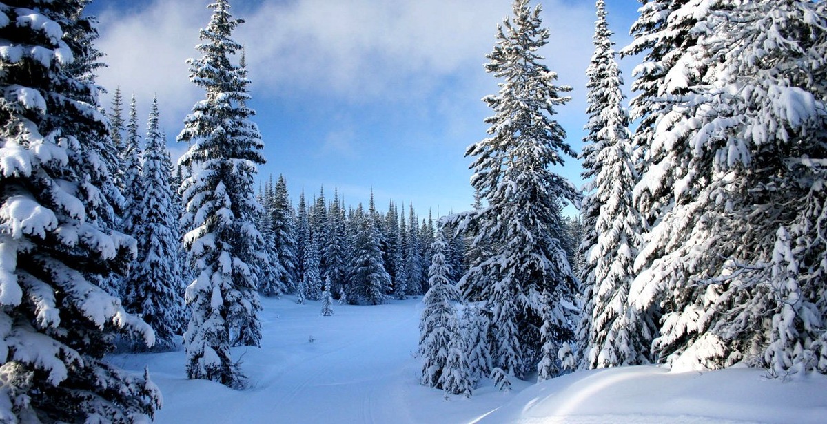 Картинка найдена на просторах интернета, ссылка https://yandex.ru/images/search?from=tabbar&img_url=https%3A%2Fi%2F.pinimg.com%2Foriginals%2Fa8%2F34%2Fа3f%2Fa83р43f851с287129b5e7bd53274cf0591a19.jpg&lr=47&pos=15&rpt=simage&text=%D1%86%D0%B2%D0%B5%D1%82%D1%8B%20%D0%BA%D1%80%D1%83%D0%BF%D0%BD%D0%BE%20%D1%84%D0%BE%D1%82%D0%BE 