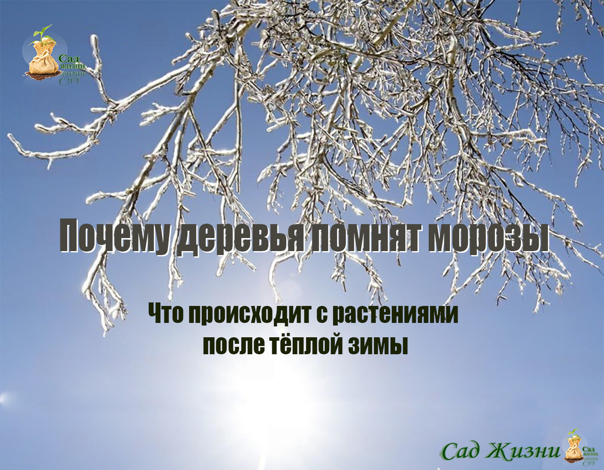 Почему деревья помнят морозы