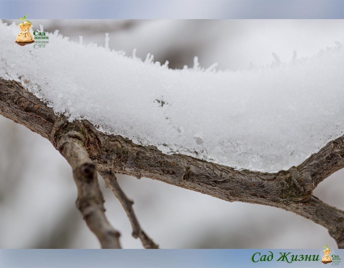 Как растения помнят зиму