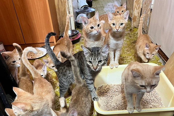 В Перми ищут дом 18 рыжим котам