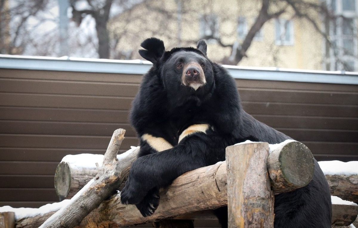    Гималайский медведь Вася  Официальный Telegram-канал Московского зоопарка