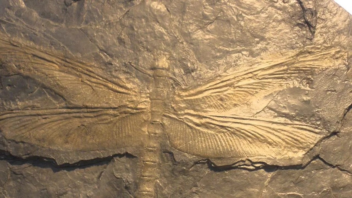 Меганевра, размах крыльев достигал 75 см, длина тела — до 43 см. 