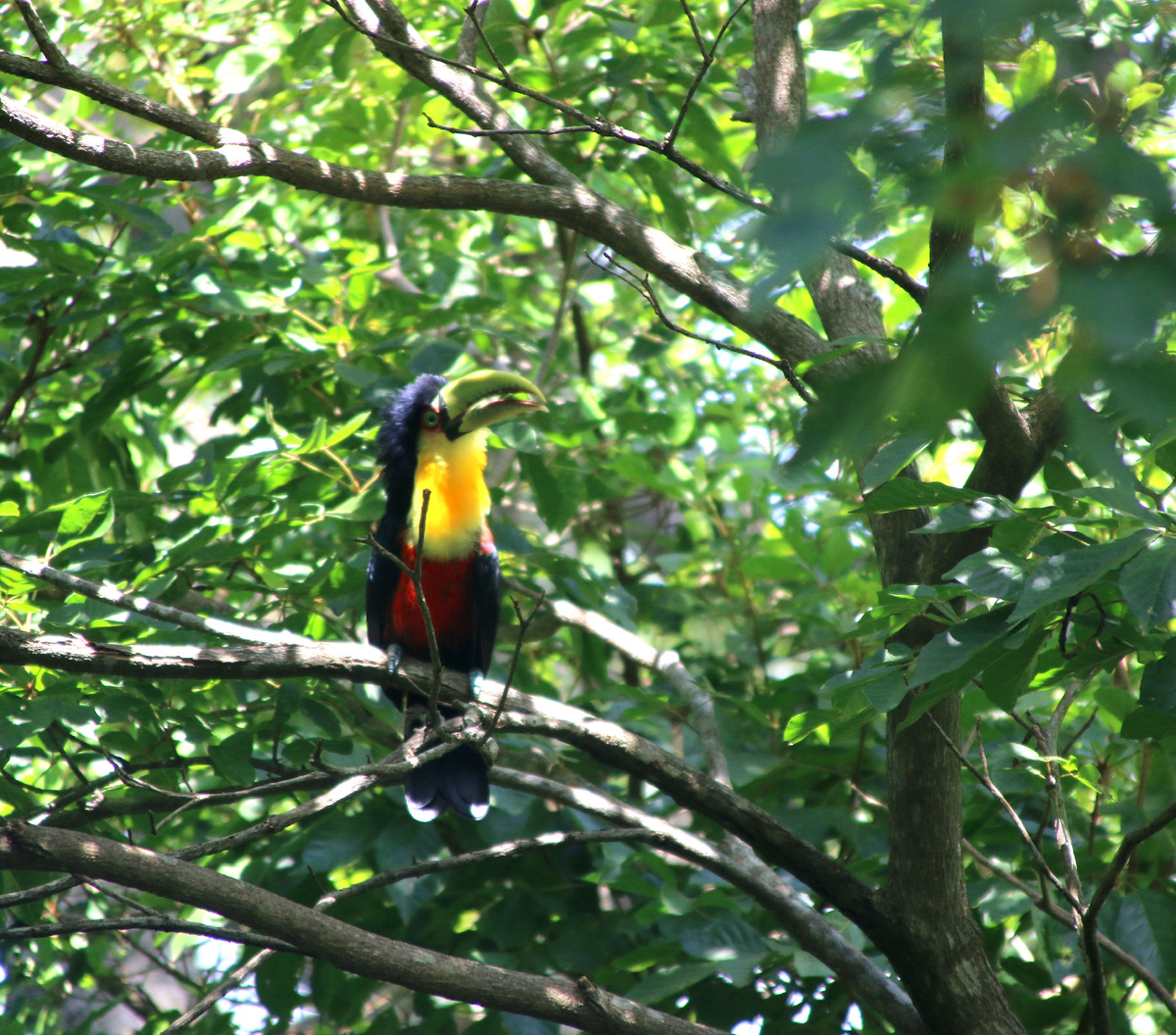 юный, несмышленный тукан