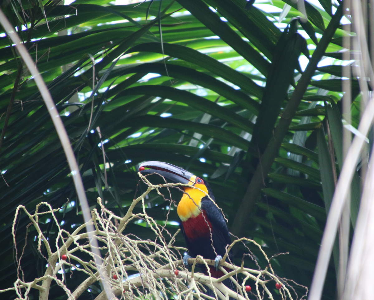 взрослый тукан, которого я назвала Степаном