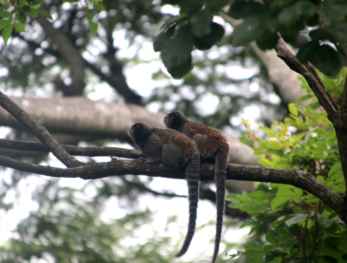 обезьянки-игрунки