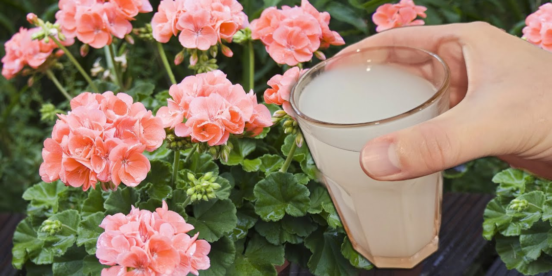 Лью в январе под герань, фиалки и другие цветы, чтобы к весне они цвели пышными шапками