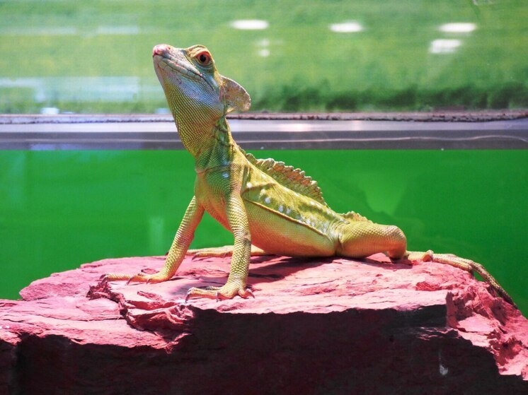     Фото: пресс-служба абаканского зоопарка