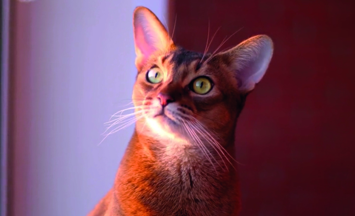 Как выбрать имя коту или кошке. Фото: vecteezy.com - Igor Zhorov.