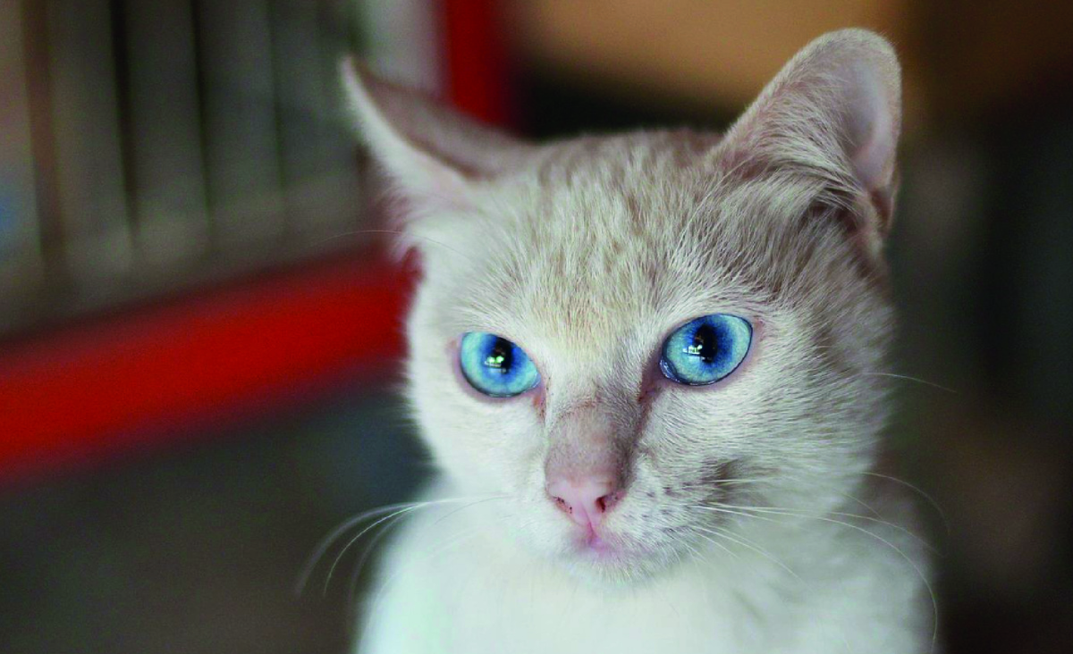 Как выбрать имя коту или кошке. Фото: vecteezy.com - Bigc Studio.